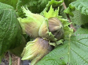 food-growing-hazelnuts-on-tree2