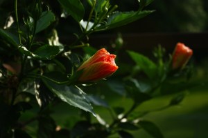 Hibiscus_Blooming_by_Orignl_Ninja_Knight