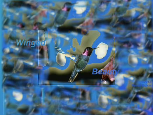 Beauty Hummingbird