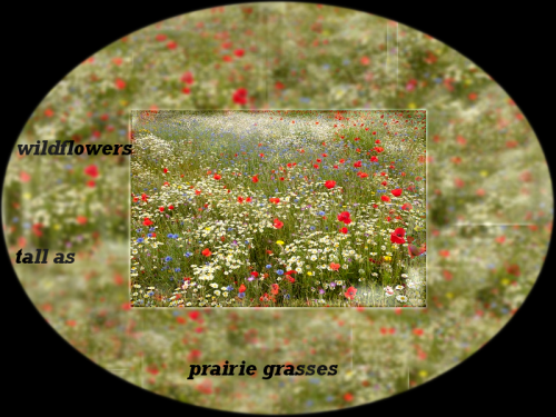 Field of Wildflowers