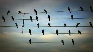 birds on wire