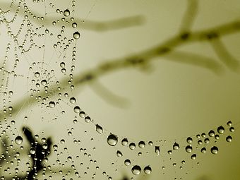 dew drops