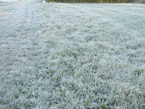 grass frost