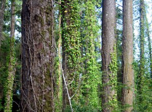 ivy-trees