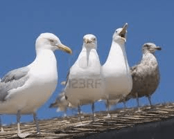 sea gulls on roof
