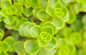 sedum6_lge