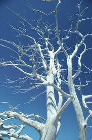 winter trees