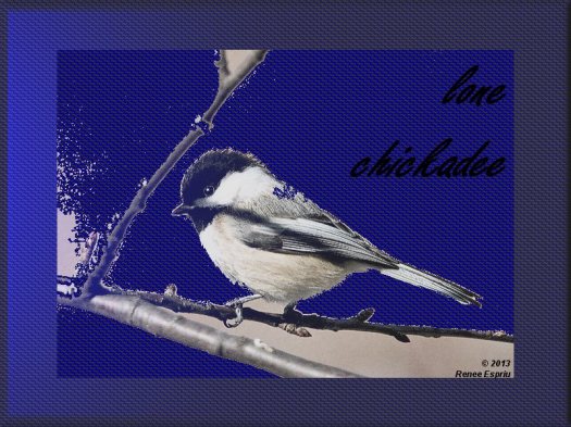 Lonely Chickadee