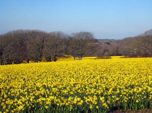 daffodils-at-Higher-Tregarne