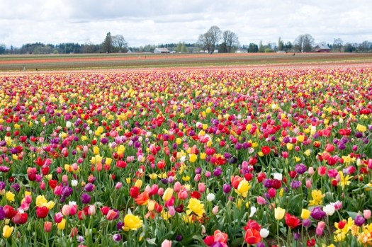 tulip fields