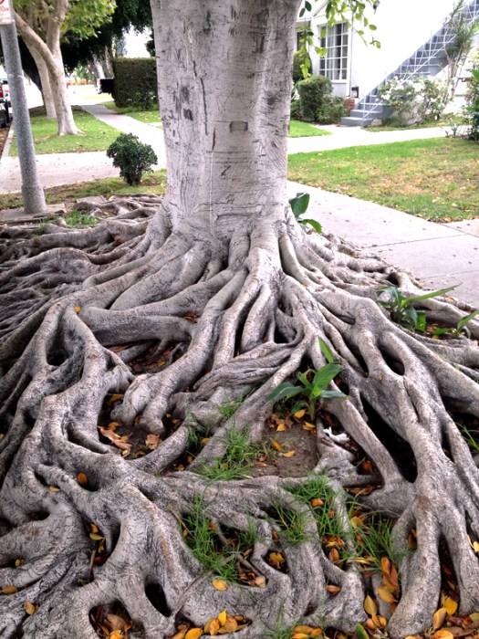 roots_tree_on_Sherbourne