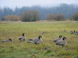 Canadian Geese