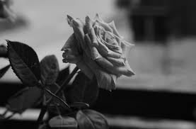 Rose black and white