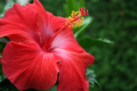 Hibiscus