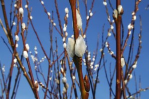 pussy willows
