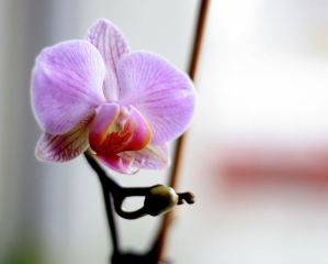 Orchid