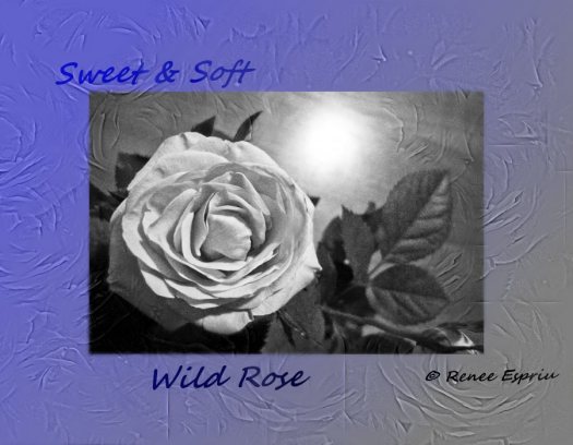 Wild Rose
