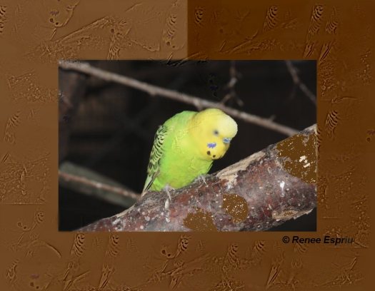 parakeet