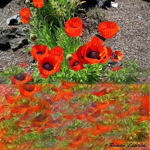 Orange Poppies