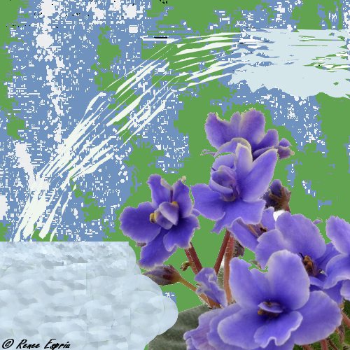 Waterfall Violets