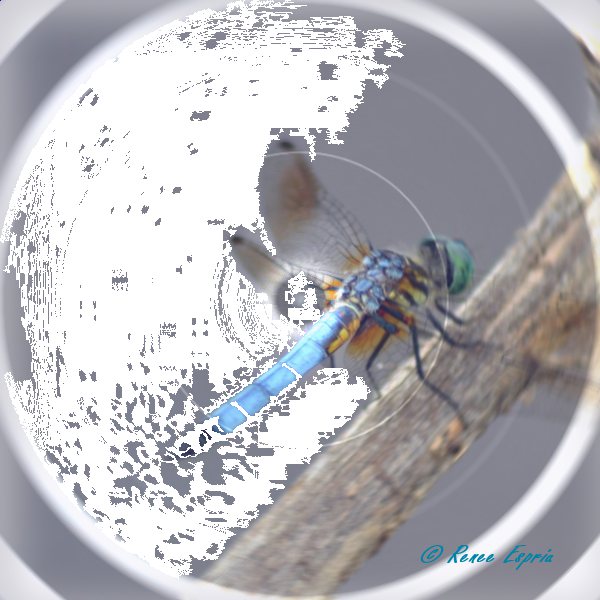 Dragonfly Blue