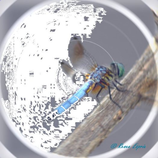 Dragonfly Blue
