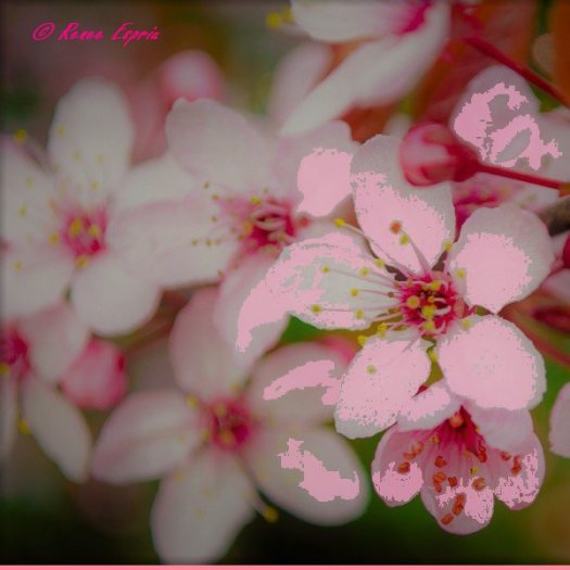 Pink Blossoms
