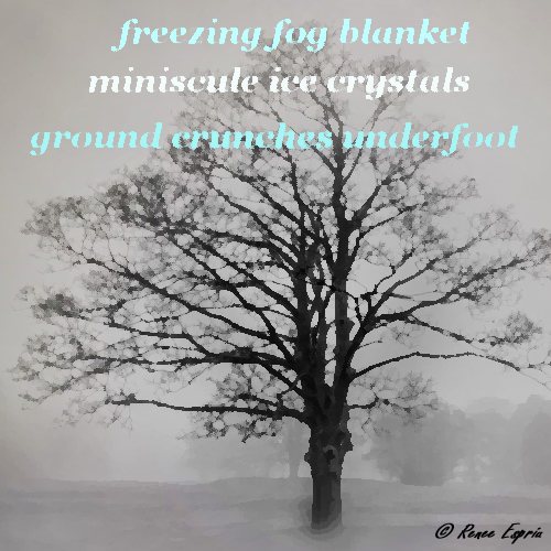Foggy Day in Winter